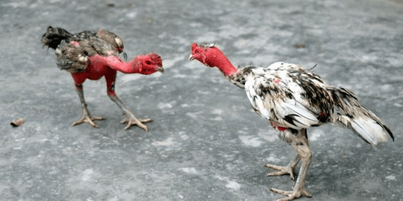III. Các lời khuyên của bạn về cách chăm gà đá hiệu quả từ 88AA