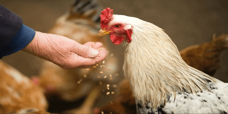 I.Gà đá và tầm quan trọng chăm sóc đúng cách